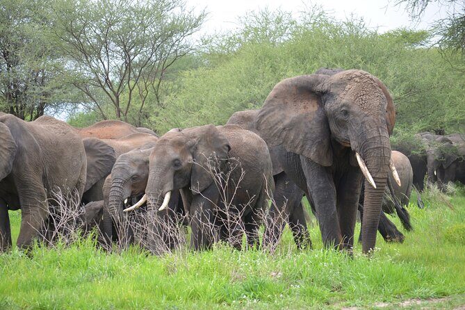 5days Tanzania Safari lodge and camping Serengeti, Tarangire & Ngorongoro Crater - Northern Tanzania in 5 Days: what this route gets right