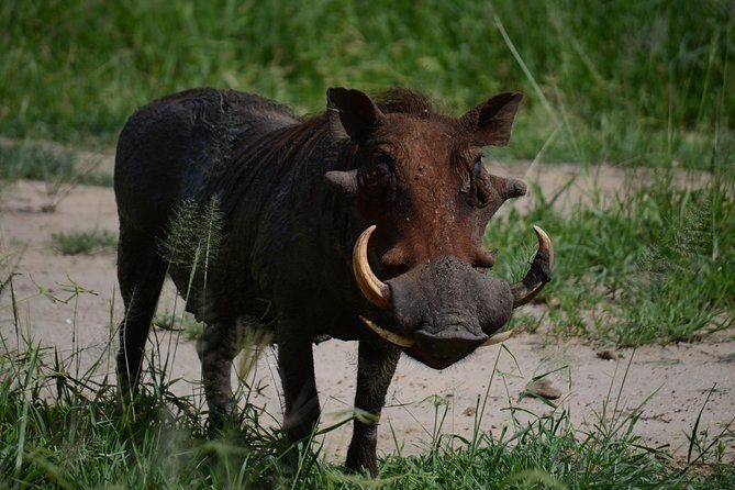 5days Tanzania Safari lodge and camping Serengeti, Tarangire & Ngorongoro Crater - Camping nights and lodge stops: what comfort level really means here
