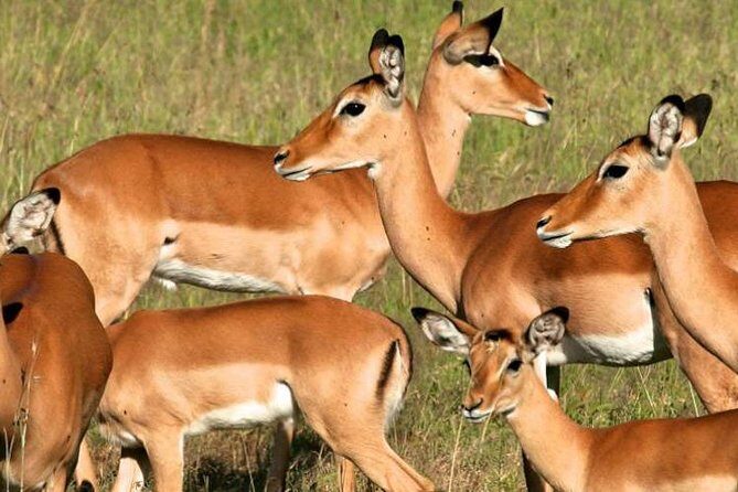 5days Tanzania Safari lodge and camping Serengeti, Tarangire & Ngorongoro Crater - The guide makes the difference: what Dancing Simba Safaris gets praised for
