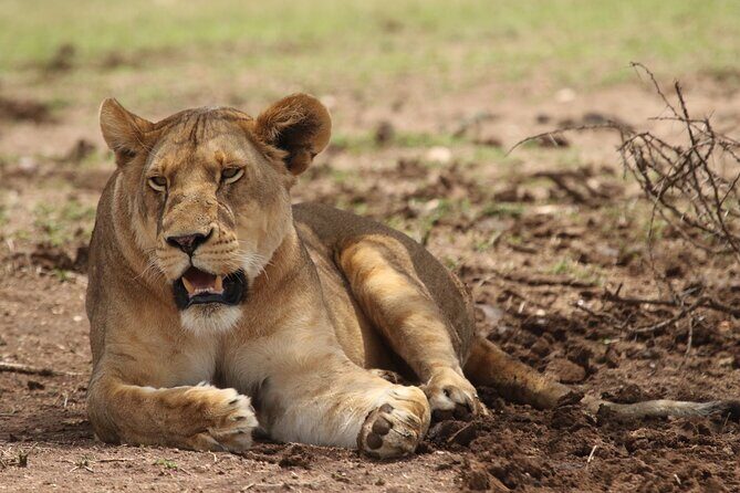 6-day Private Camping Safari Tour from Kilimanjaro Airport - Key Points You’ll Feel Immediately