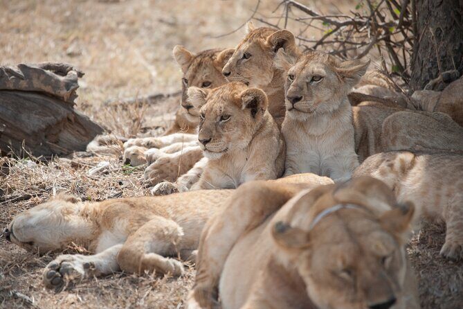 6-day Private Camping Safari Tour from Kilimanjaro Airport - The Northern Circuit You’ll Actually Drive: Tarangire, Serengeti, Ngorongoro, Manyara