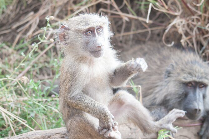 6-day Private Camping Safari Tour from Kilimanjaro Airport - Day-by-Day: Tarangire Elephant Water Points and Lilac Campsite Nights