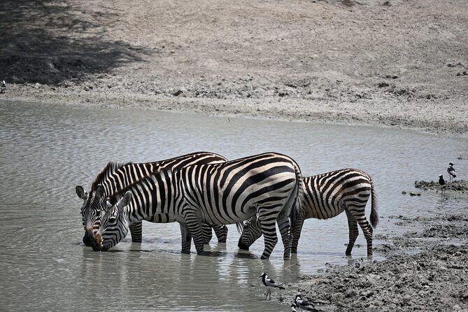 6-day Private Camping Safari Tour from Kilimanjaro Airport - Full-Value Serengeti Game Drives: Central Serengeti and the Seronera River Advantage