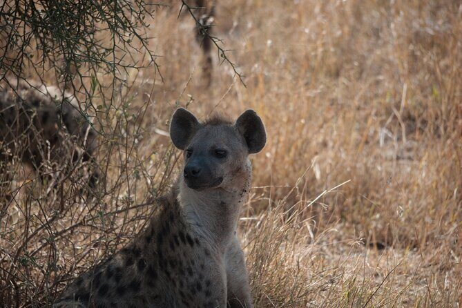 6-day Private Camping Safari Tour from Kilimanjaro Airport - Lake Manyara Finale: Birdlife, Zebras and the Tree-Climbing Lion Story