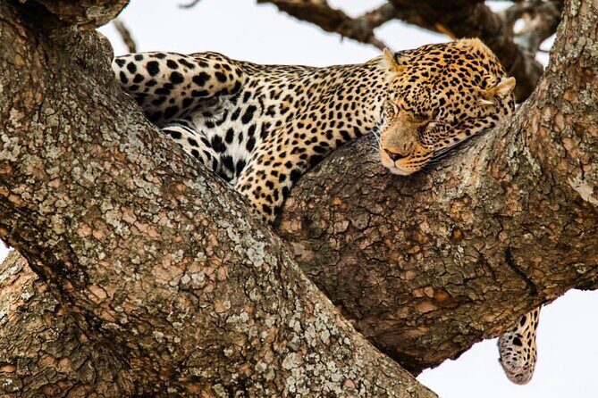 6-Day Private midrange Tour in Arusha with Airport Pickup - Key Things That Make This Safari Click
