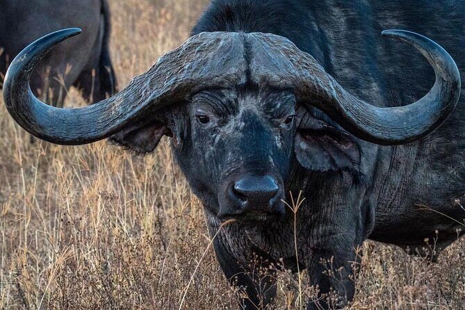 6-Day Private midrange Tour in Arusha with Airport Pickup - Entering the Safari Loop: Arusha Pickup to Park Rhythm