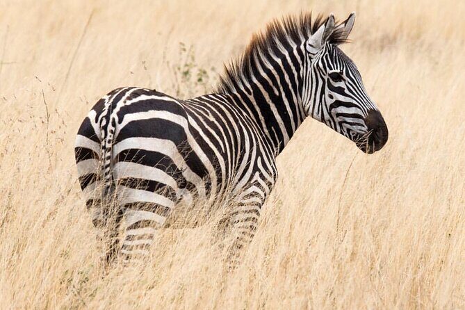 6-Day Private midrange Tour in Arusha with Airport Pickup - Lake Manyara: Flamingos by Season and the Kind of Day That Shifts Fast