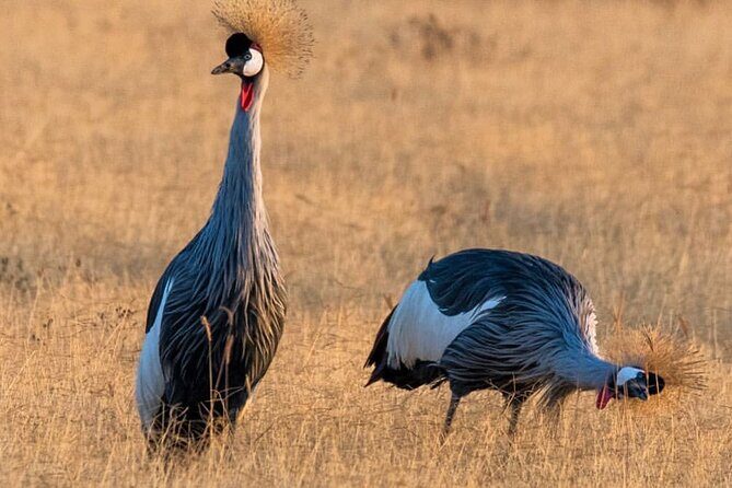 6-Day Private midrange Tour in Arusha with Airport Pickup - Ngorongoro Crater: The 600-Meter Drop That Changes Everything