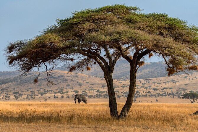 6-Day Private midrange Tour in Arusha with Airport Pickup - Lodging Level and the Comfort Factor You Should Expect