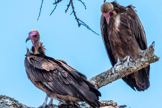 6-Day Private midrange Tour in Arusha with Airport Pickup - Tarangire National Park: Baobabs, Elephants, and a Dusty-Funny-Real Day