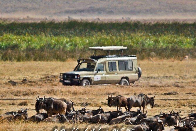 6 Day Tanzania Wildlife Mid range Safari - Olduvai Gorge on Day 5: not just animals, but human origins
