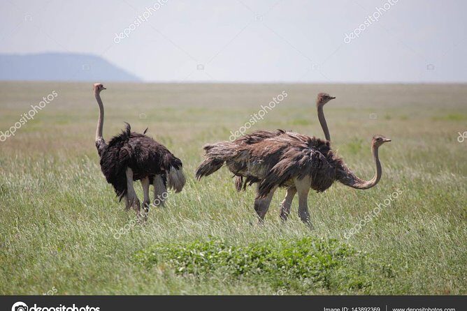 6 Day Tanzania Wildlife Mid range Safari - Transportation, timing, and why the group size matters