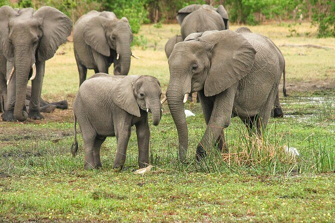 6 Days 5 Night Safari - Key highlights I’d anchor this safari on