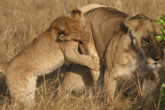 6 Days 5 Night Safari - Moshi to safari circuit: what a 6-day rhythm really feels like
