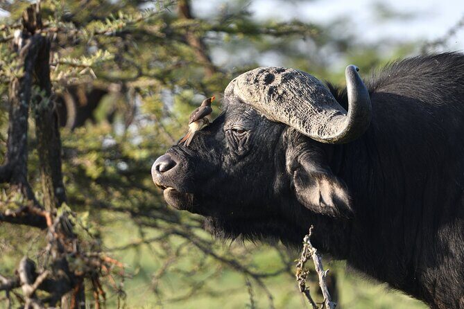 6 Days 5 Night Safari - Serengeti: where you’re not just looking for animals, you’re tracking a system