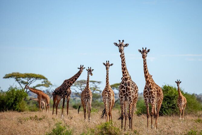 6 Days 5 Night Safari - Ngorongoro Crater: the caldera scale and a Big Five day