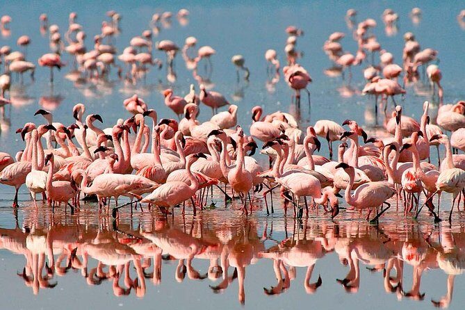 6 days 5 nights safari Ngorongoro, Serengeti and Tarangire National Parks - Airport Welcome in Arusha and the Small-Group Pace