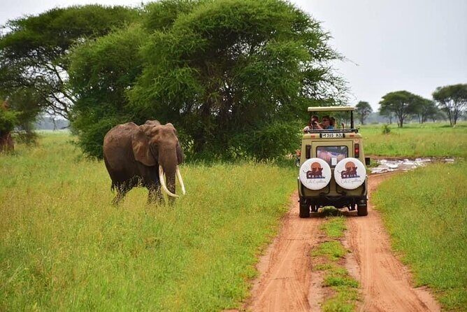 6 days 5 nights safari Ngorongoro, Serengeti and Tarangire National Parks - Ngorongoro Crater Day: The Long Drive That’s Worth the Early Start