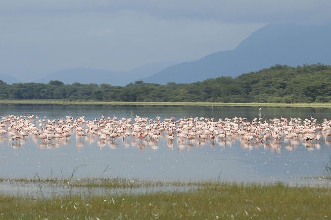 6 days 5 nights safari Ngorongoro, Serengeti and Tarangire National Parks - Guide Quality and Human Support: Why This Operator Gets Cited