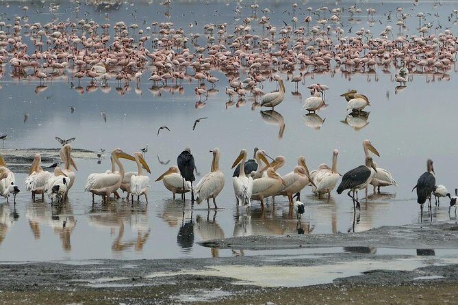 6 Days best adventure kilimanjaro ,Tarangire ,Serengeti &Ngorongoro crater - Day 3: Serengeti morning road activity, sunrise, then Ngorongoro Rim camping