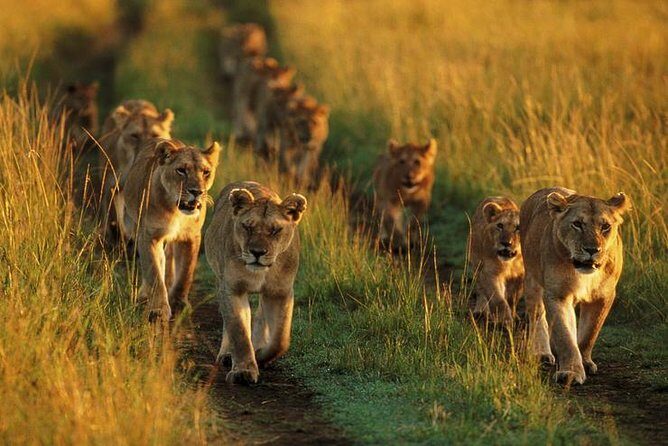 6 Days best adventure kilimanjaro ,Tarangire ,Serengeti &Ngorongoro crater - Day 5: Tarangire elephant energy and tree-savanna wildlife viewing