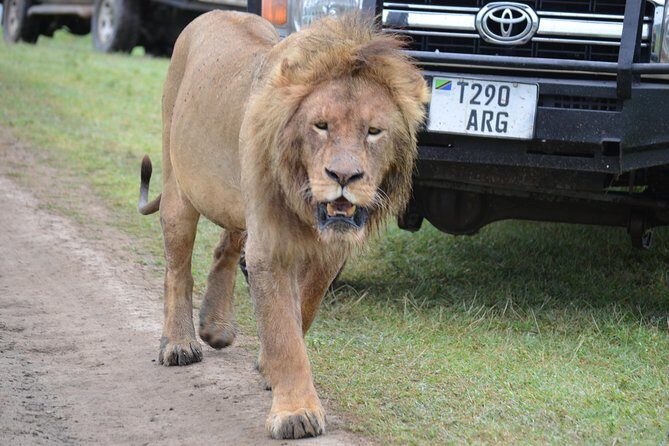 6 Days best adventure kilimanjaro ,Tarangire ,Serengeti &Ngorongoro crater - Day 6: Materuni Waterfalls walking safari, Chagga food, and Chemka hot springs