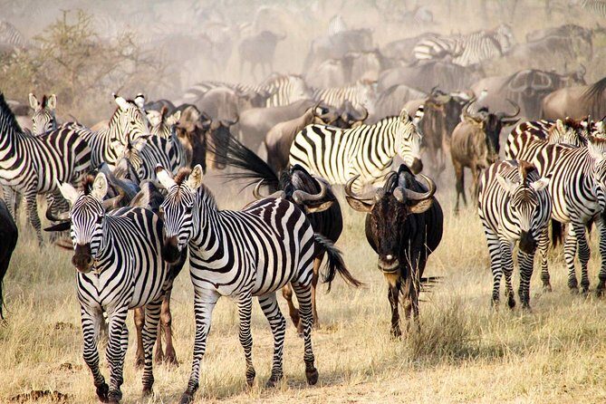 6 Days best adventure kilimanjaro ,Tarangire ,Serengeti &Ngorongoro crater - Guides and small-group style: what makes this run feel smooth