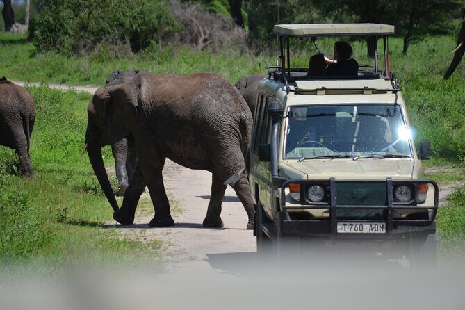 6 Days best adventure kilimanjaro ,Tarangire ,Serengeti &Ngorongoro crater - Day 2: Serengeti plains, big cats, and an evening late drive