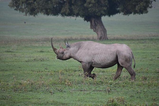 6 Days: Classic Camping( Tarangire, Manyara, Serengeti And Ngorongoro). - The real flow of this 6-day safari circuit
