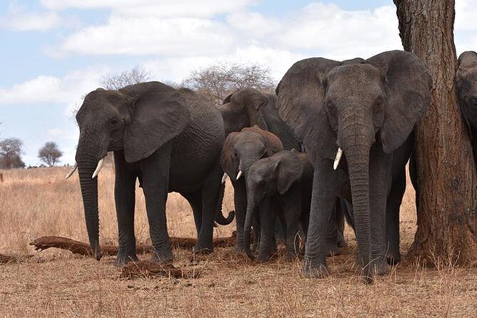 6 Days: Classic Camping( Tarangire, Manyara, Serengeti And Ngorongoro). - Lake Manyara National Park: tree-climbing lions plus birding rewards