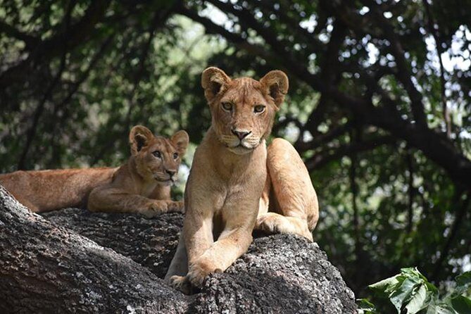 6 Days: Classic Camping( Tarangire, Manyara, Serengeti And Ngorongoro). - Serengeti National Park: two days of endless plains time