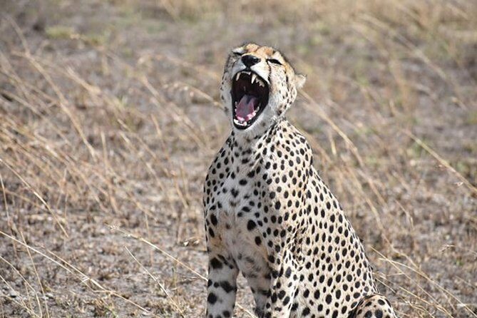 6 Days: Classic Camping( Tarangire, Manyara, Serengeti And Ngorongoro). - Tarangire National Park: elephants and baobab scenery you can’t fake