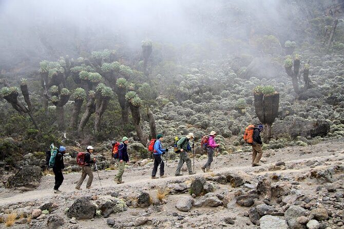 6 Days: Hiking Kilimanjaro via Machame Route - Day 5: midnight summit climb to Uhuru Peak and the long descent to Mweka