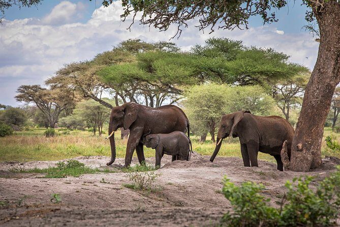 6 Days Private Budget Safari - Serengeti road-time and the Seronera sunset vibe