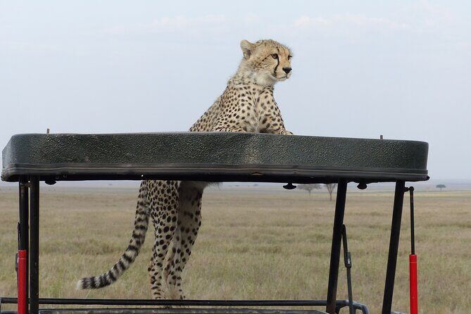 6 Days Private Budget Safari - Lake Manyara: flamingos, tree-climbing lions, and salt-lake bird chaos