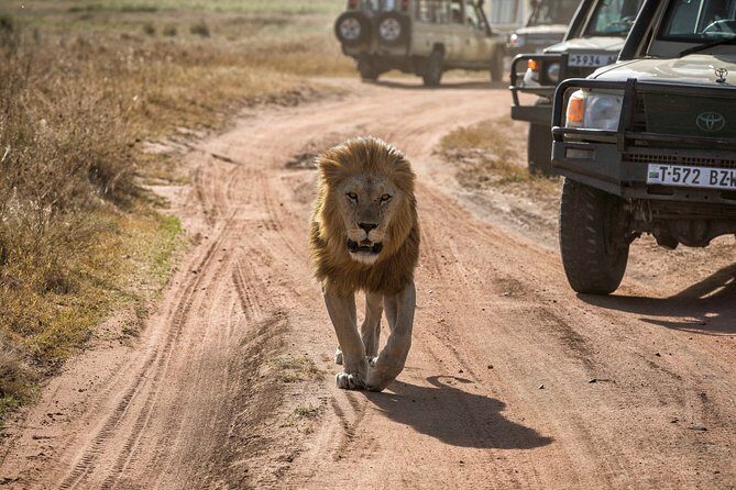 6 Days Private Budget Safari - Full-day Serengeti: sunrise starts, long drives, and bird spotting