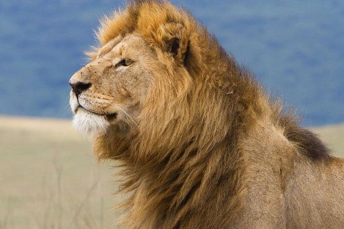 6 Days Serengeti Safari(hiking waterfalls &coffee tour) - Camping at Tarangire, Simba, and near Lake Manyara: what’s included and what to expect