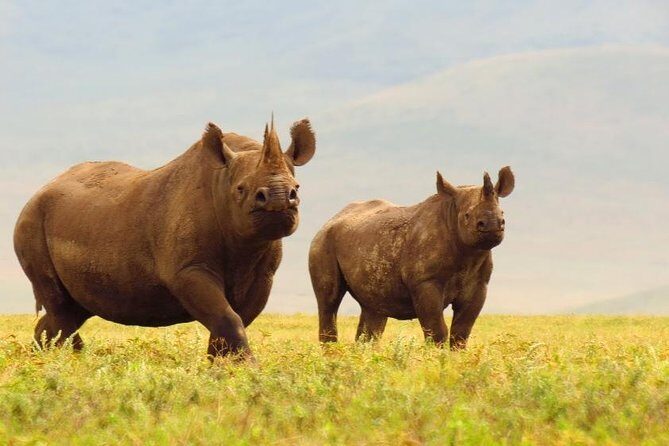 6 Days Serengeti Safari(hiking waterfalls &coffee tour) - Materuni waterfalls and coffee: a culture-plus-activity day on your last stretch