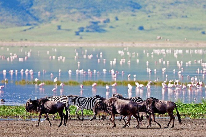 6 Days Serengeti Safari(hiking waterfalls &coffee tour) - Price and value: $1,250 feels fair when you see what’s included