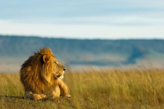 6 Days Tanzania Budget Camping Safari - Starting in Arusha: pickup rhythm, meeting point, and day-one timing