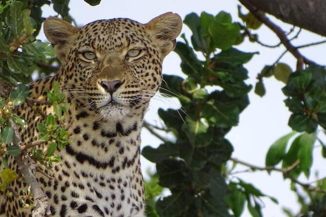 6 Days Tanzania Classic Safari - Entering the safari circuit from Arusha Coffee Lodge