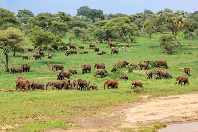 6 Days Tanzania Classic Safari - Karatu as a reset point: switching from Serengeti to Manyara rhythm
