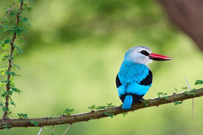 6 Days Tanzania Classic Safari - Lake Manyara: flamingos, baboons, and tree-climbing lions