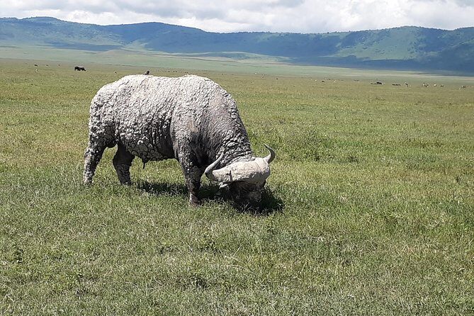 6 Days Tanzania Classic Safari - The guiding factor: why named people matter