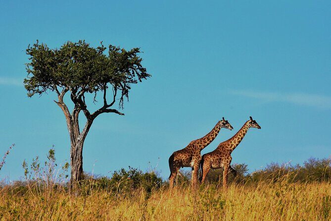 7-Day Magical Tanzania Safari -Premium High End Package - Tarangire Walking Safari: up close with armed ranger guidance