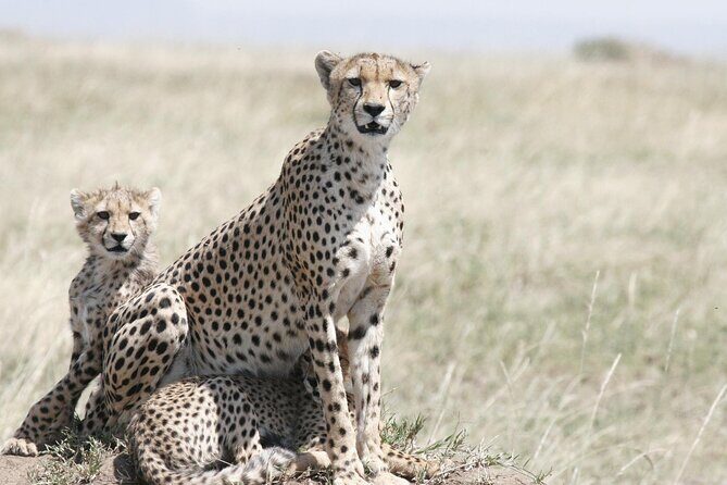 7-Day Magical Tanzania Safari -Premium High End Package - Serengeti’s Migration Factor: you’re chasing timing, not guarantees