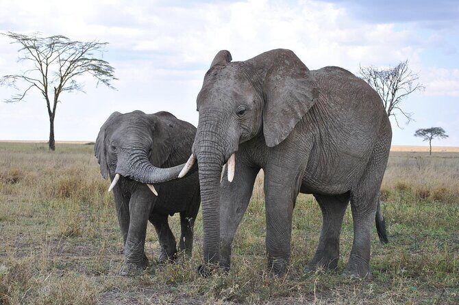 7-Day Magical Tanzania Safari -Premium High End Package - Ngorongoro Crater for a full day: the car-shade lunch strategy