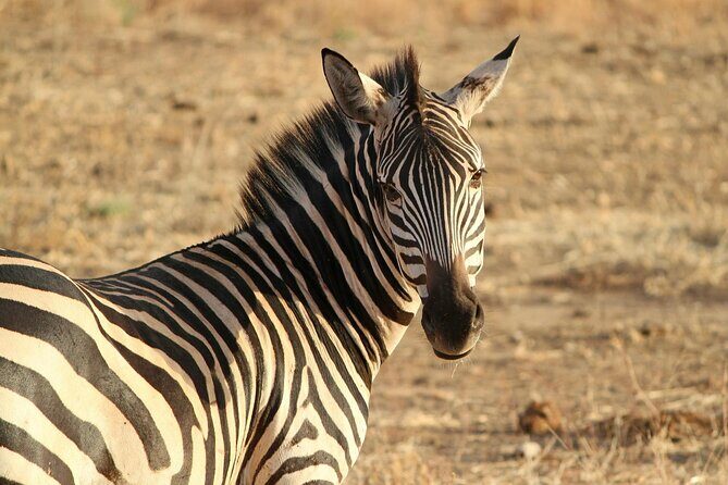 7-Day Magical Tanzania Safari -Premium High End Package - Guides, service, and why this feels “premium” in daily life