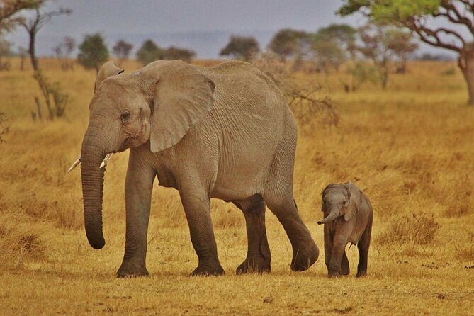 7-Day Magical Tanzania Safari -Premium High End Package - Lake Manyara Game Drives Plus a Night Drive Moment