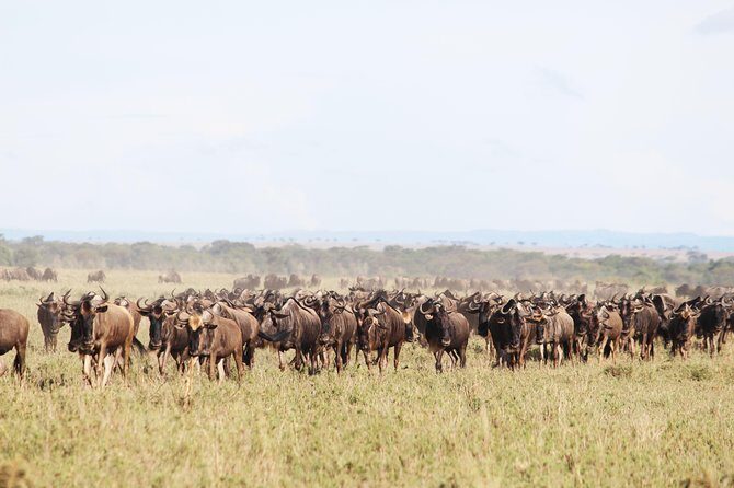 7-Day Premium Luxury Tanzania Safari All-Inclusive - Lake Manyara: Birds, Baobabs, and the Chance of Lions in Trees